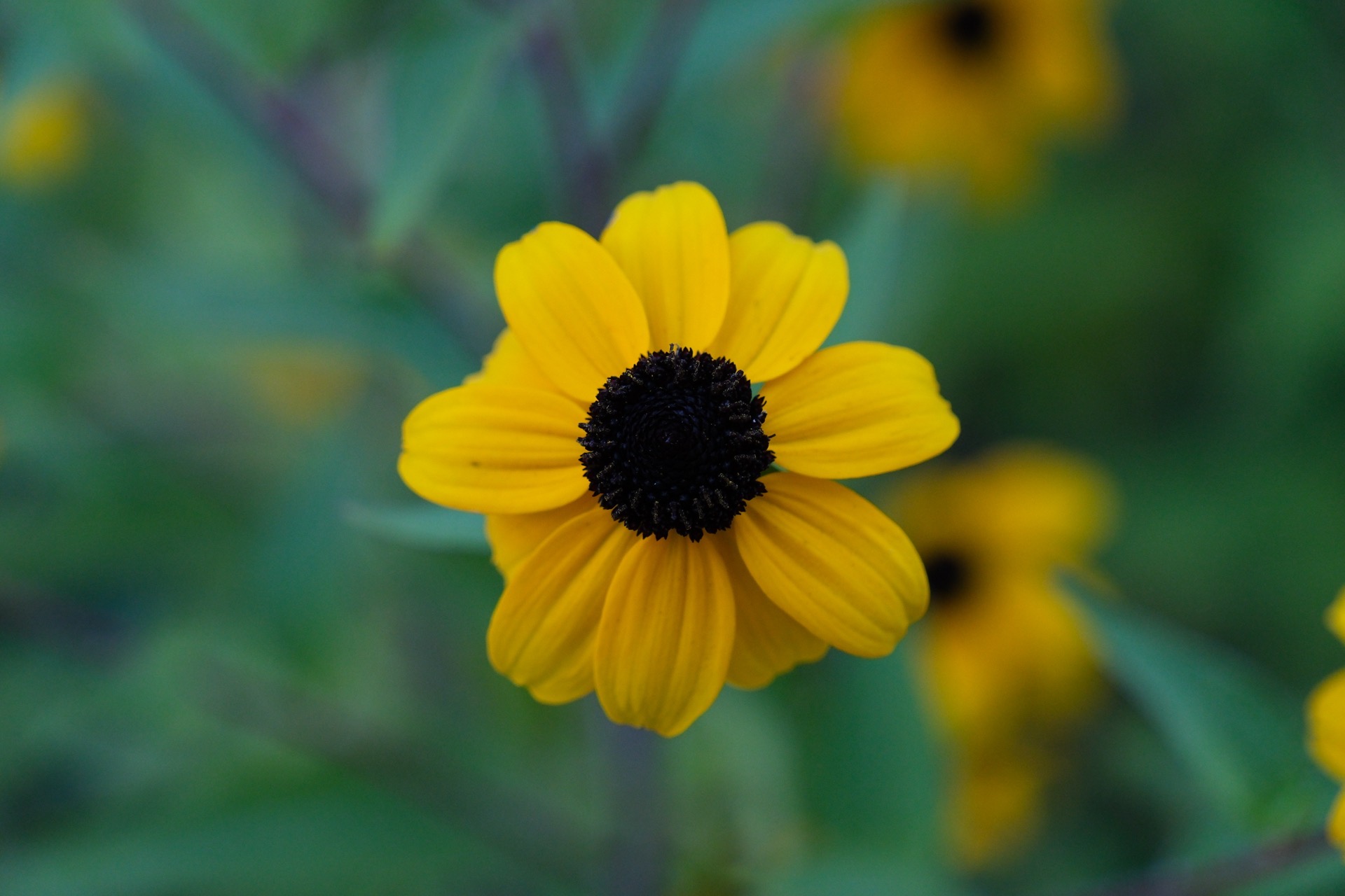 Dieses Bild zeigt eine Nahaufnahme einer einzelnen, leuchtend gelben Blume mit einem dunklen, fast schwarzen Zentrum. Die Blume steht im Fokus, während der Hintergrund aus weiteren gelben Blumen besteht, die jedoch unscharf sind und eine weiche, verschwommene Textur erzeugen. Die Farben sind lebendig und warm, wobei die gelben Blütenblätter der Hauptblume besonders hervortreten.