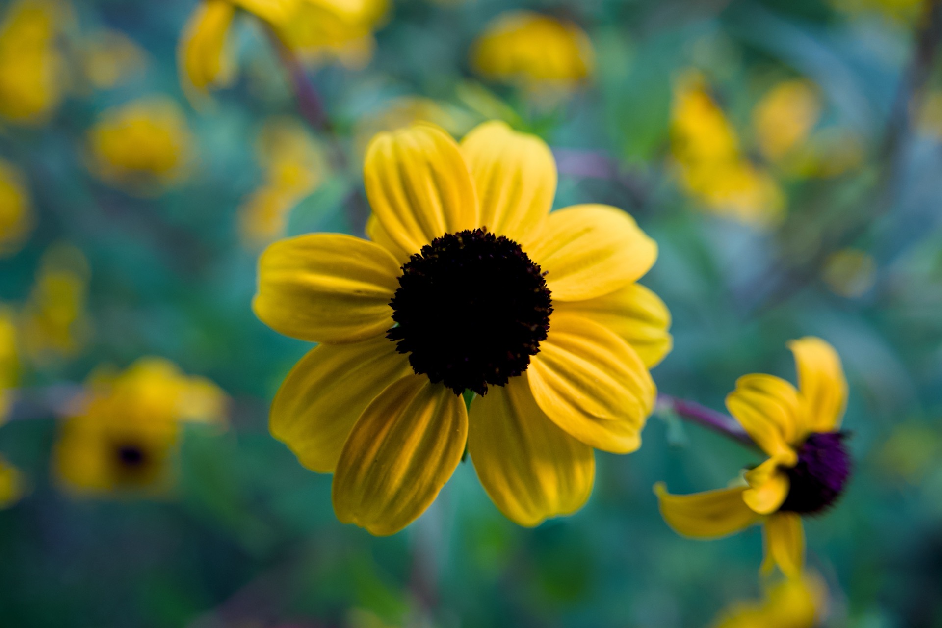 Dieses Bild zeigt eine Nahaufnahme einer einzelnen, leuchtend gelben Blume mit einem dunklen, fast schwarzen Zentrum. Die Blume steht im Fokus, während der Hintergrund aus weiteren gelben Blumen besteht, die jedoch unscharf sind und eine weiche, verschwommene Textur erzeugen. Die Farben sind lebendig und warm, wobei die gelben Blütenblätter der Hauptblume besonders hervortreten.
