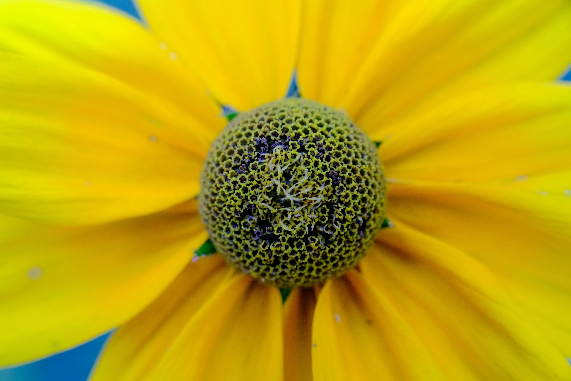 Dieses Bild zeigt eine extreme Nahaufnahme des Zentrums einer gelben Blume. Das Zentrum ist dicht mit kleinen, grünen und violetten Strukturen gefüllt, die sich spiralförmig anordnen. Die gelben Blütenblätter strahlen vom Zentrum aus und sind leicht unscharf, was den Fokus auf die komplexen Details im Zentrum der Blume lenkt.