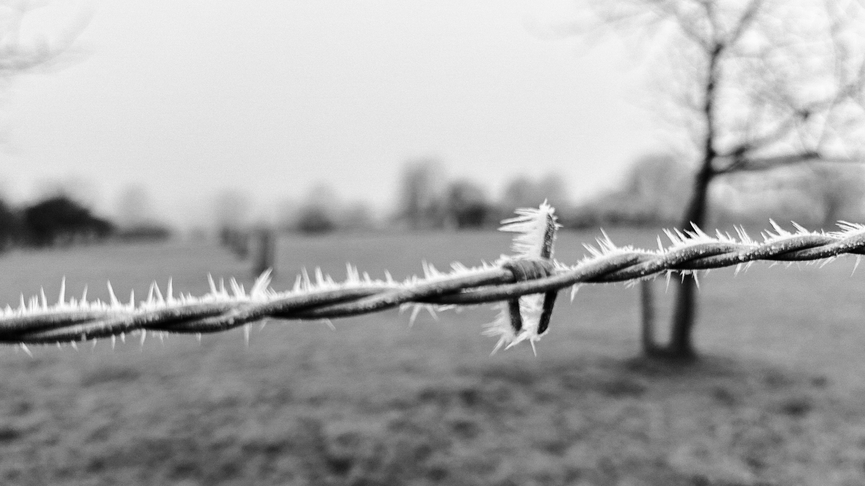 Man sieht ein Stück von einem Zaun, der kleine weisse Spitzen von Reif hat. Im Hintergrund ist eine Wiese mit einem kahlen Baum zu sehen.