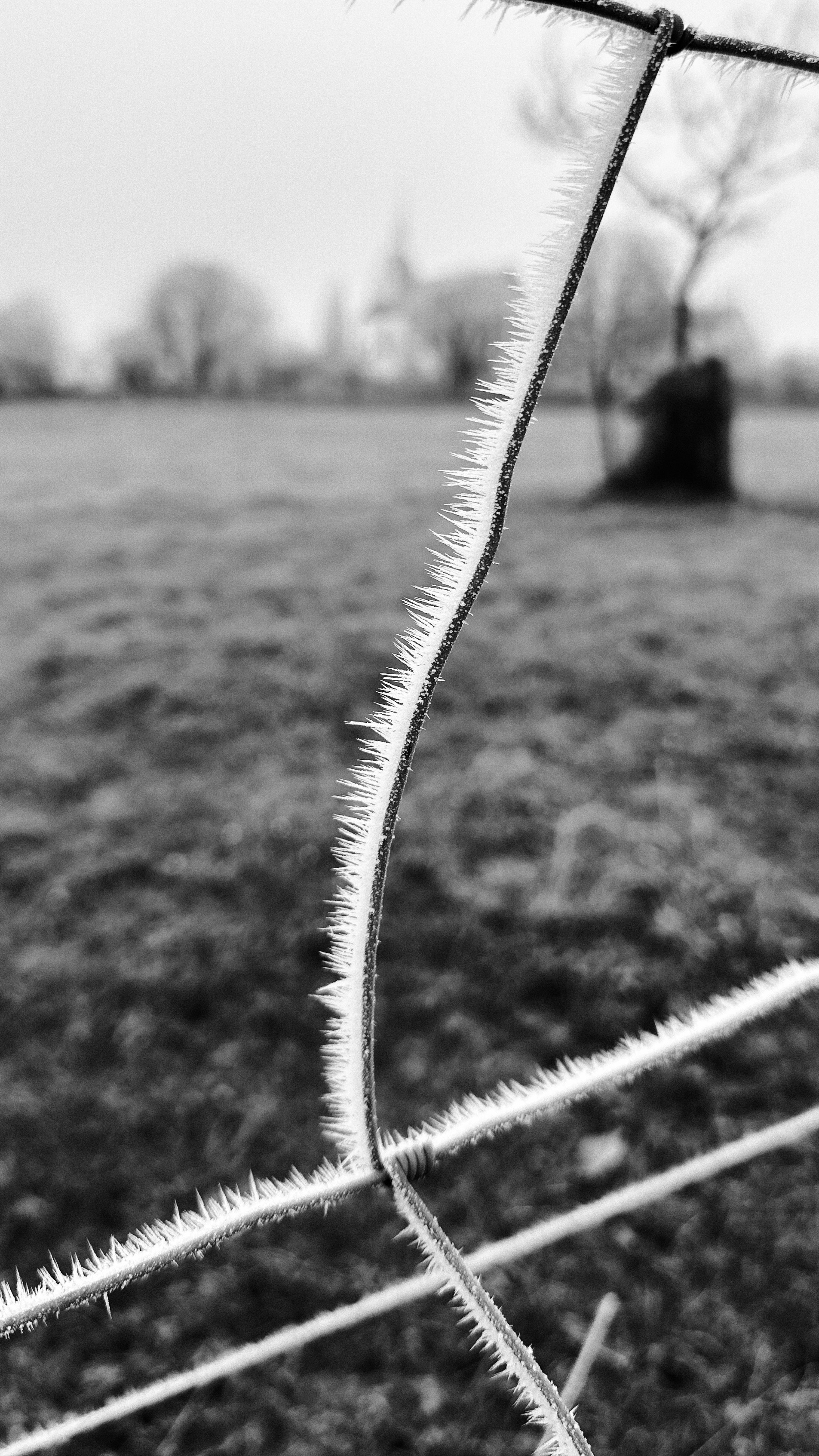 Man sieht einen Draht von einem Zaun der auf der linken Seite Raureifspitzen hat. Im Hintergrund ist eine Weide mit einem Baum zu sehen.