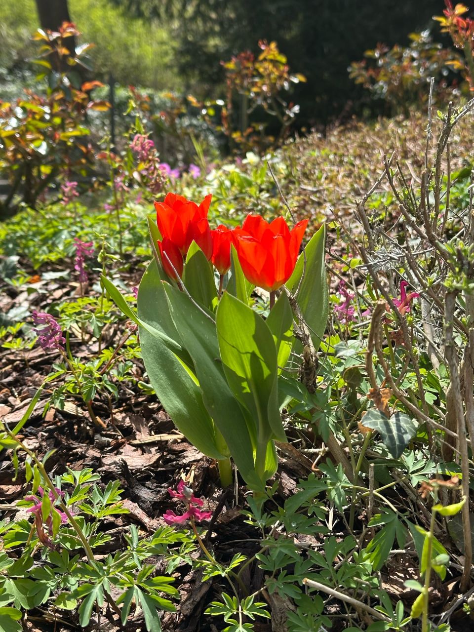 Rote Tulpen leuchten im Sonnenschein