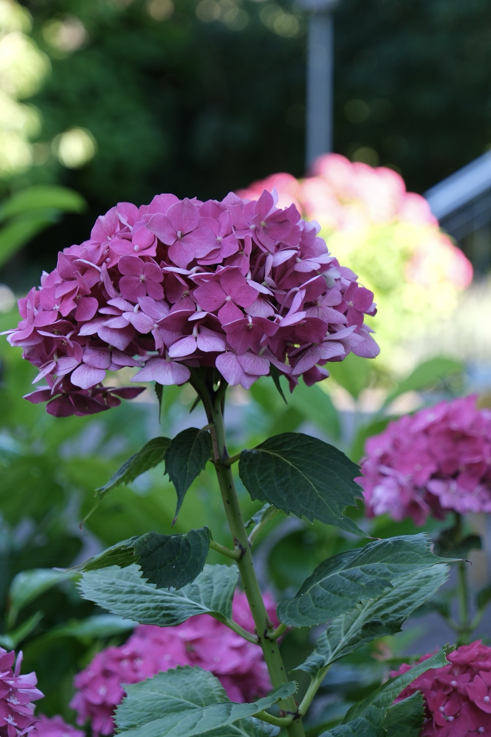 Blühende pinkfarbene Petunien in einem Gartenbeet.