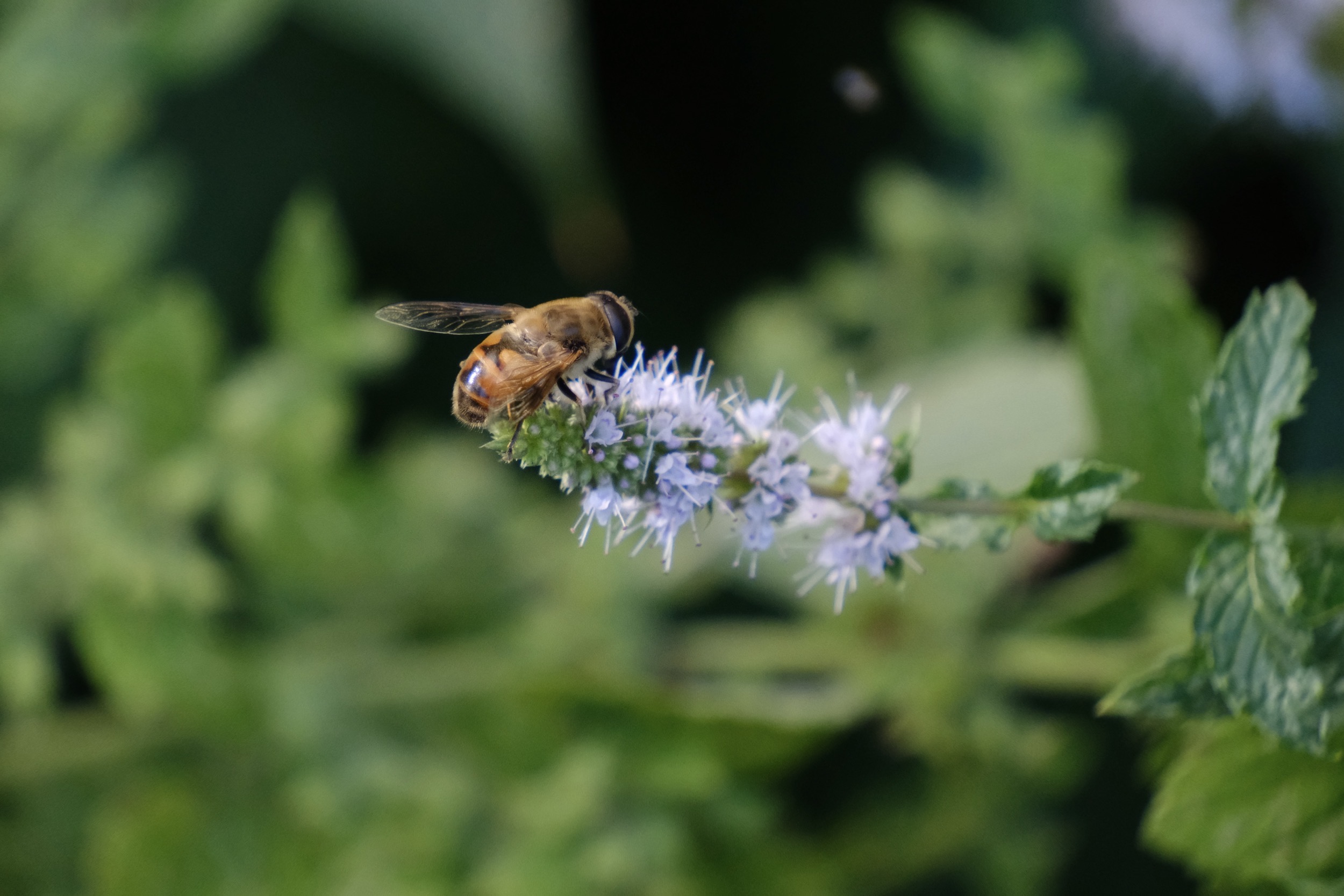 Weisse, fadenförmige Blütenstände mit einem Insekt darauf.