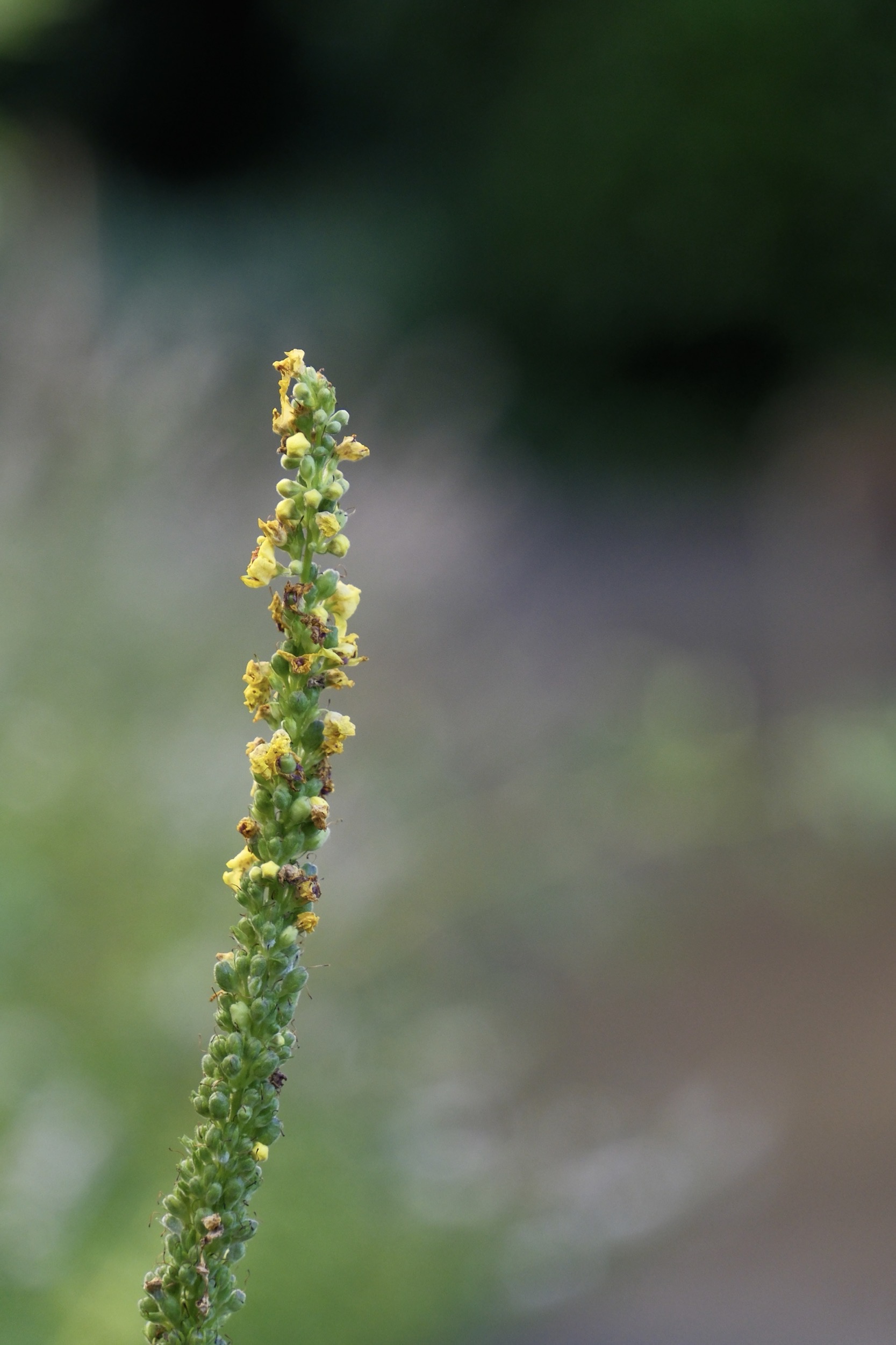Grüne Pflanze mit gelblichen Blütenknospen.