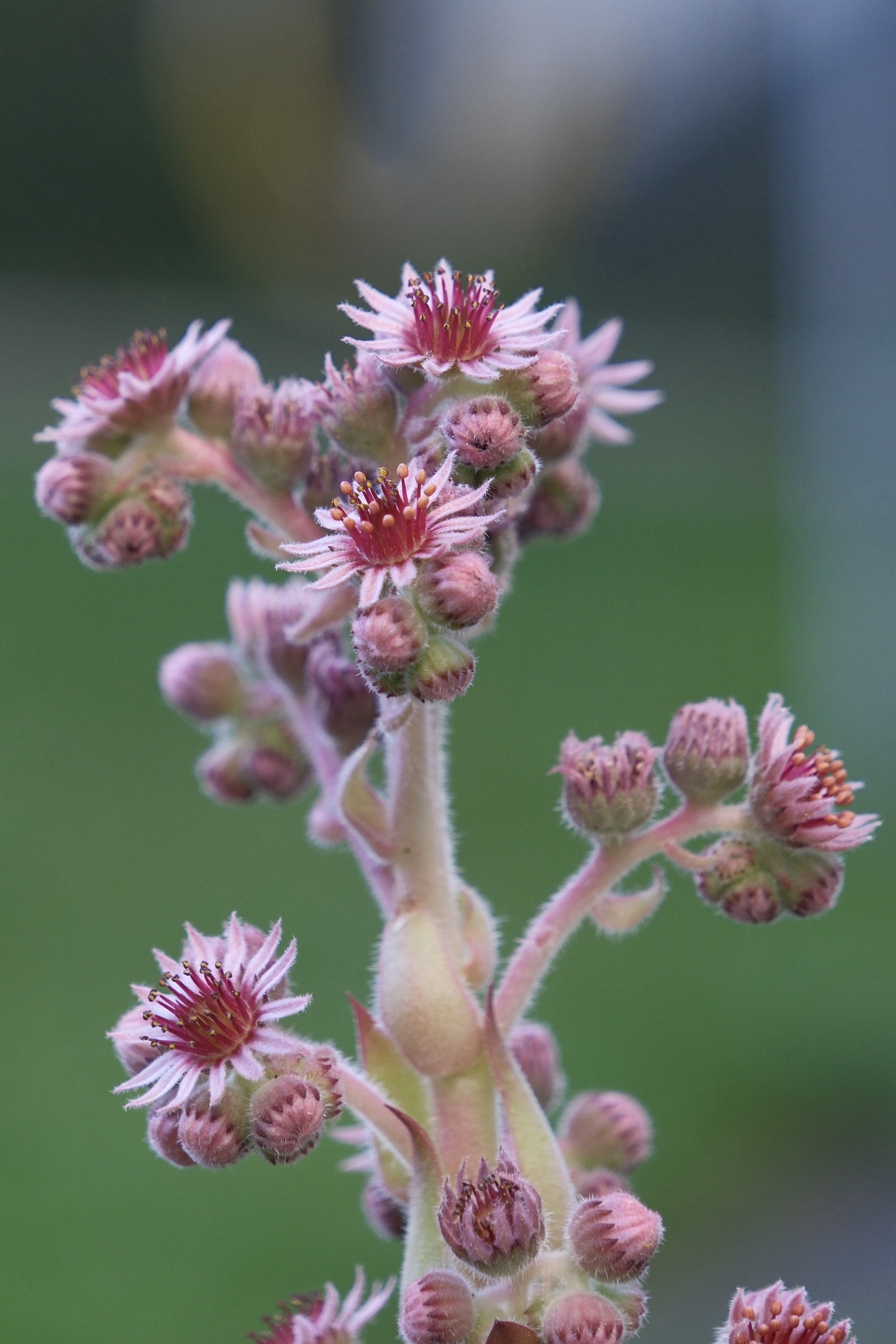 Lila Blütenstände einer Pflanze mit sternförmigen Blüten.