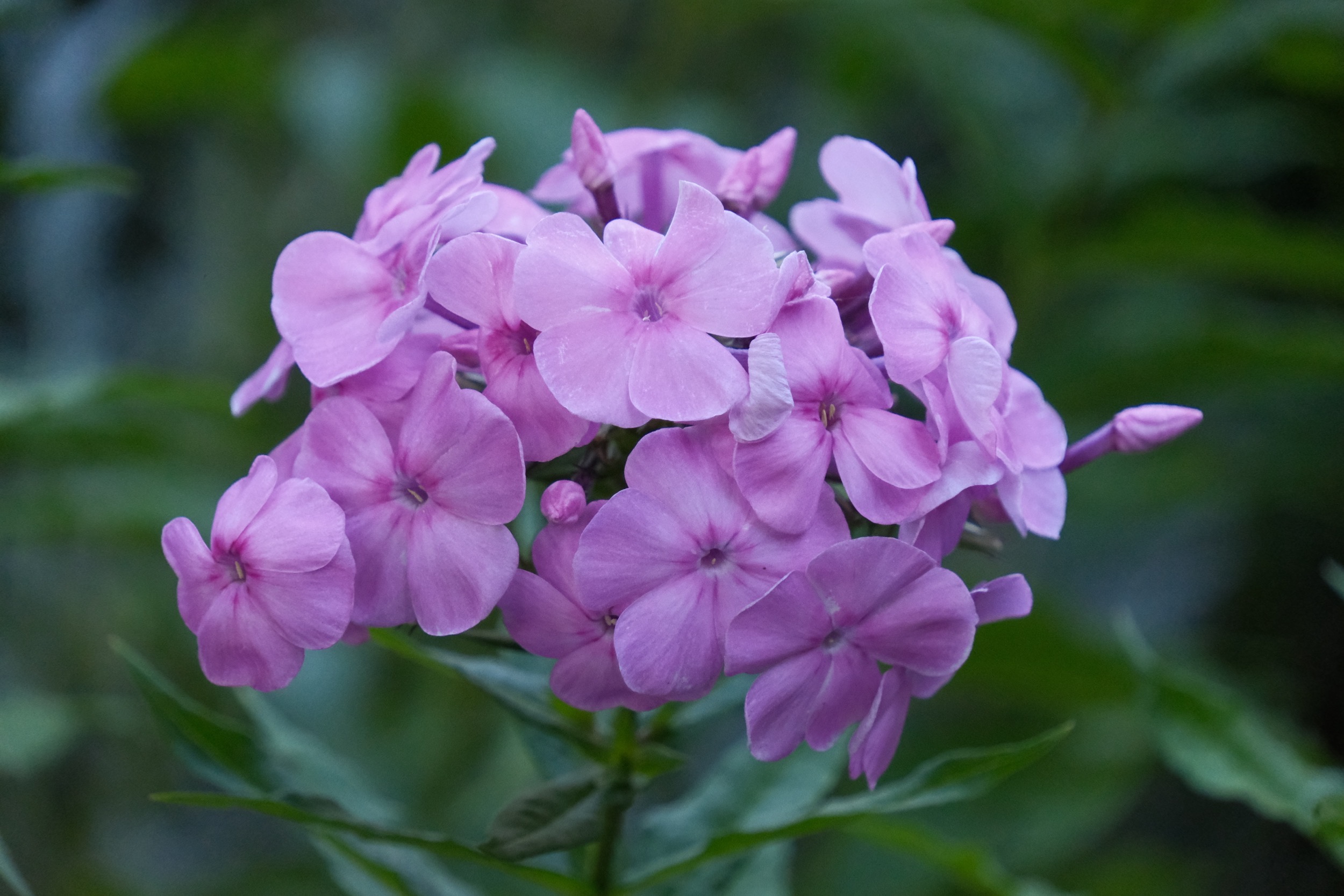 Pinkfarbene Blüten mit fünf Blütenblättern.