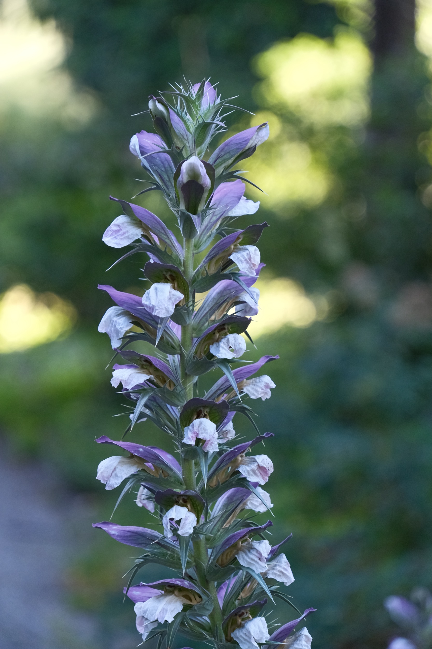Lila-weiße Blütenstände einer hochwachsenden Pflanze mit dichtem Blütenstand.