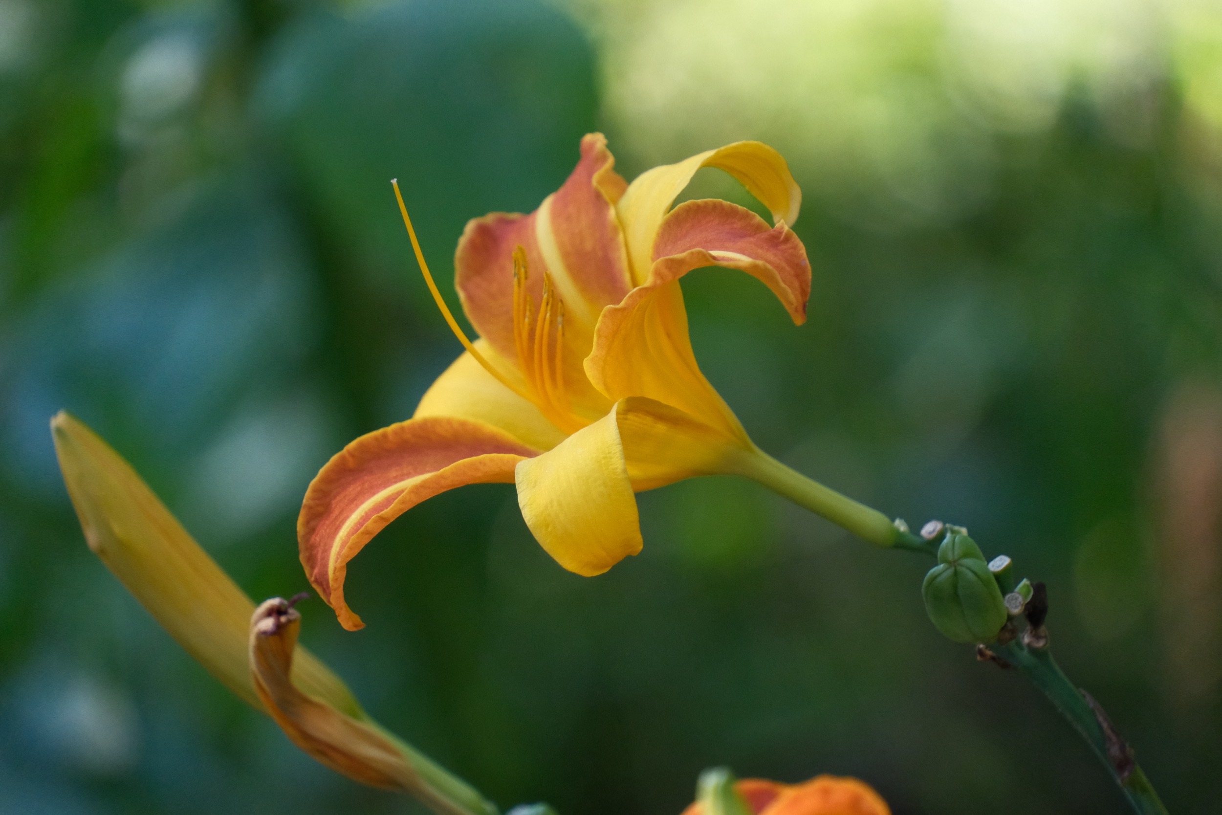 Eine gelb-orange Lilienblüte mit zurückgebogenen Blütenblättern im Vordergrund, unscharfer grüner Hintergrund.