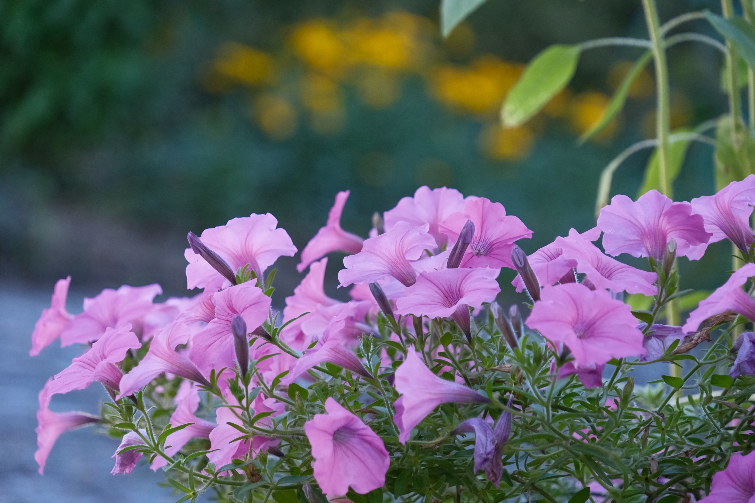 Pinkfarbene Petunienblüten in einem üppigen Gartenbeet.