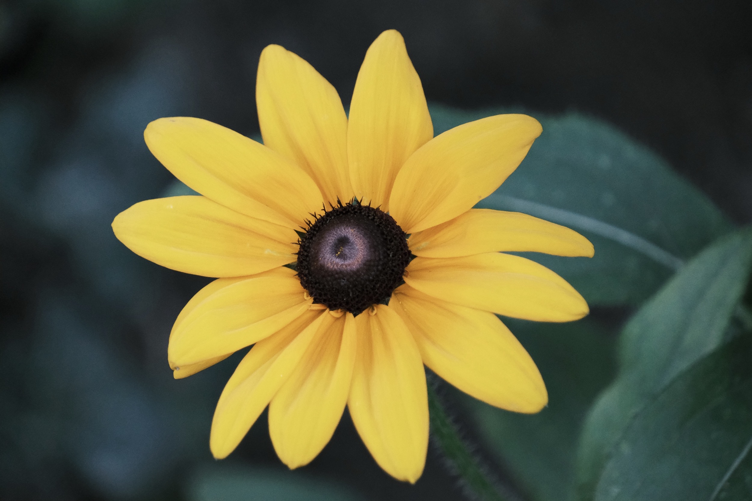 Gelb blühende Sonnenblumenblüte mit dunklem Zentrum.