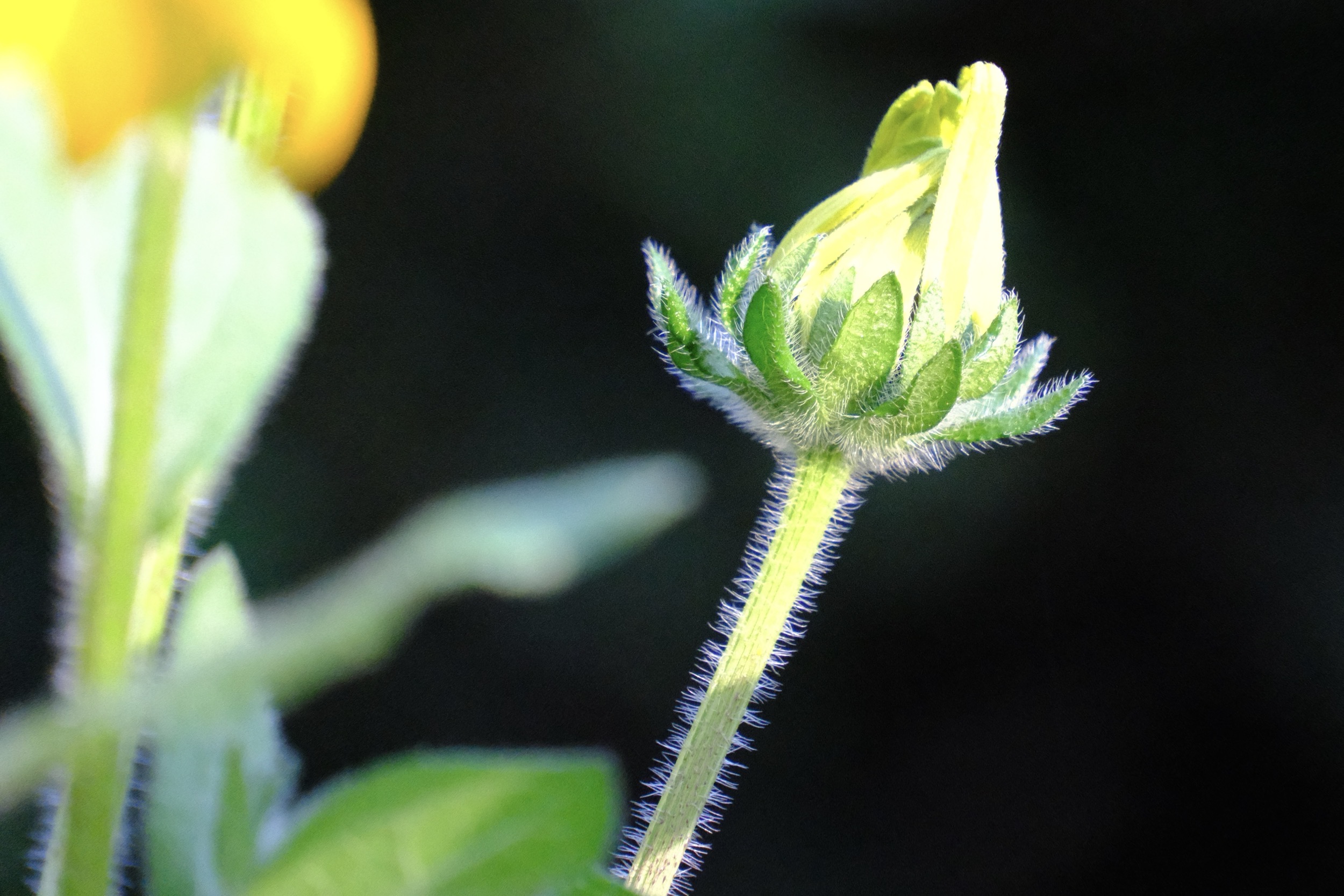 Knospende gelbe Blüte mit grünen Blättern im Detail.
