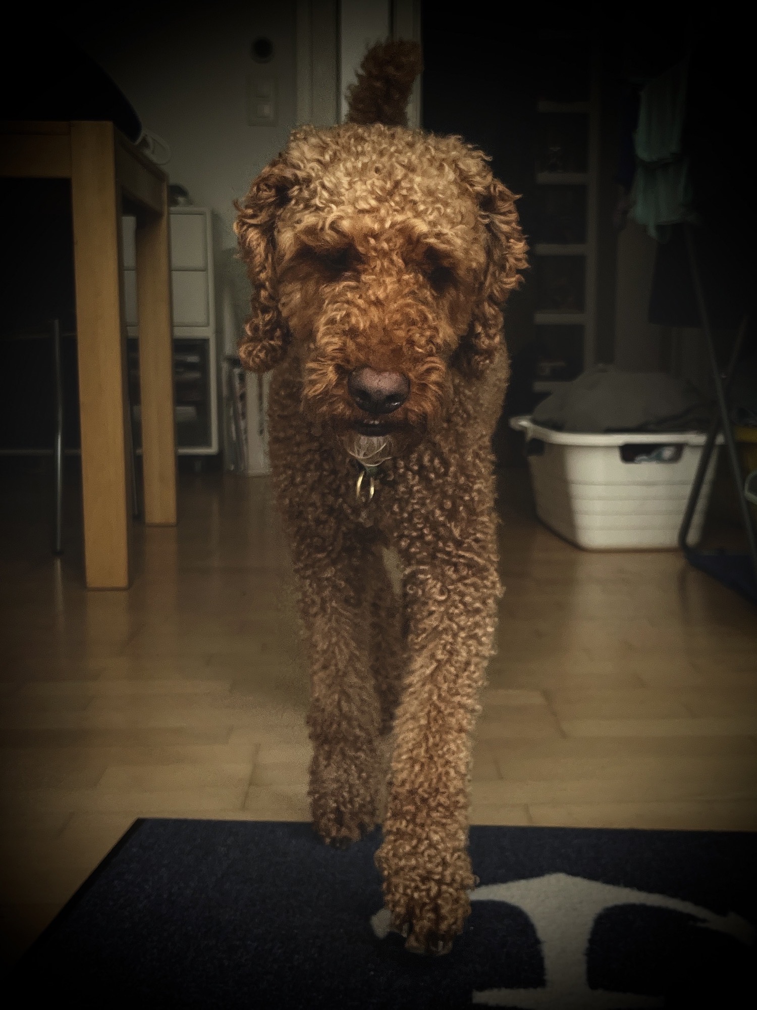 Unser Pudel in voller Action (Ja, der kann auch gehen). 