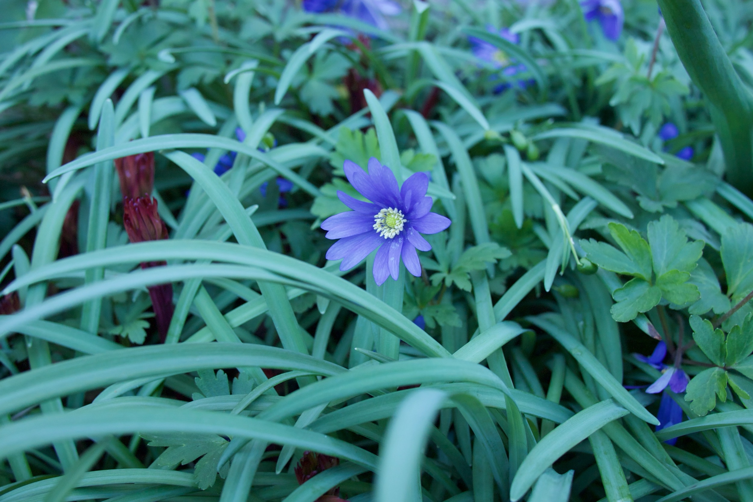 Blume bei wunderbarem Sonnenlicht.