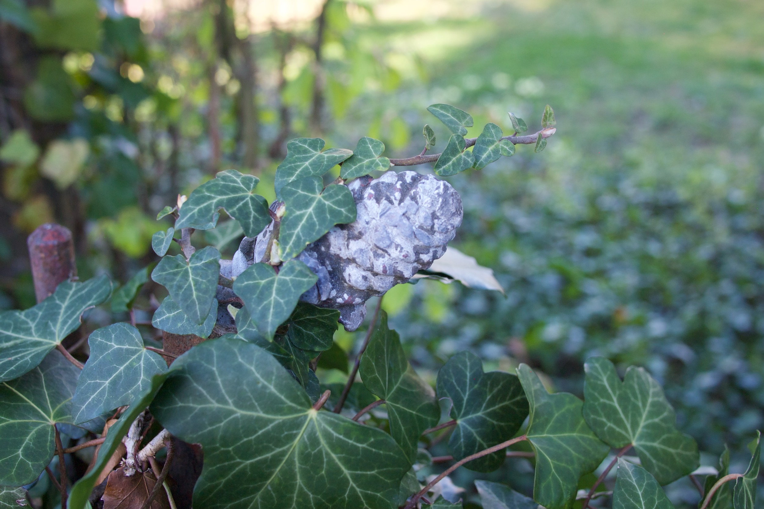 Efeu bei wunderbarem Sonnenlicht.