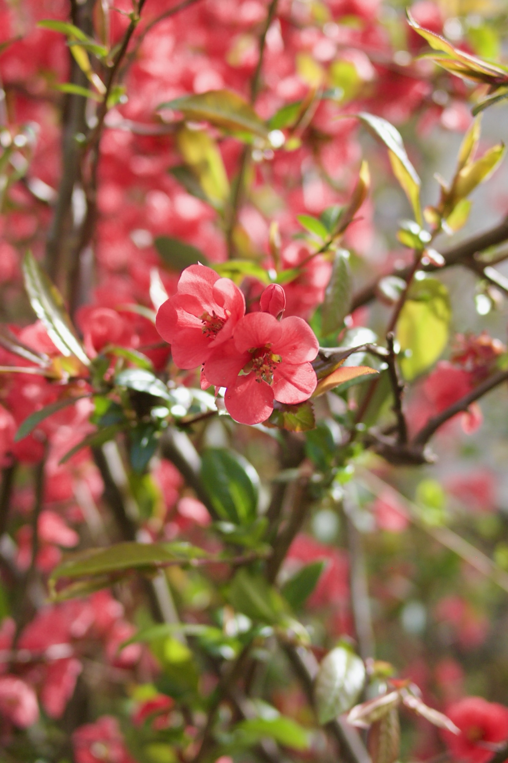 Blume bei wunderbarem Sonnenlicht.