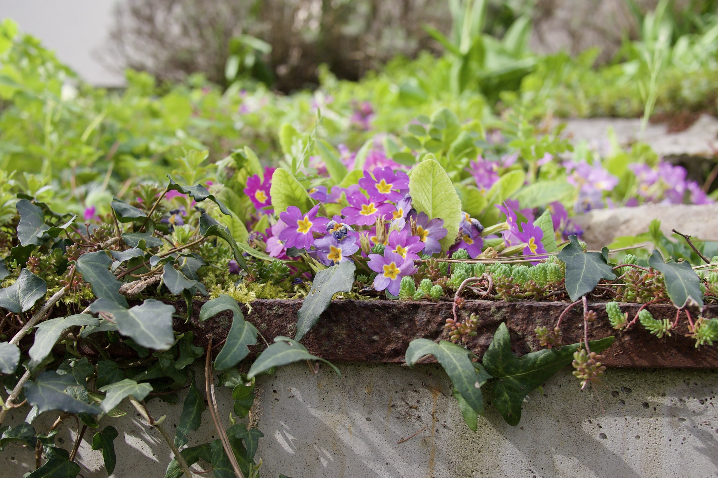 Blume bei wunderbarem Sonnenlicht.