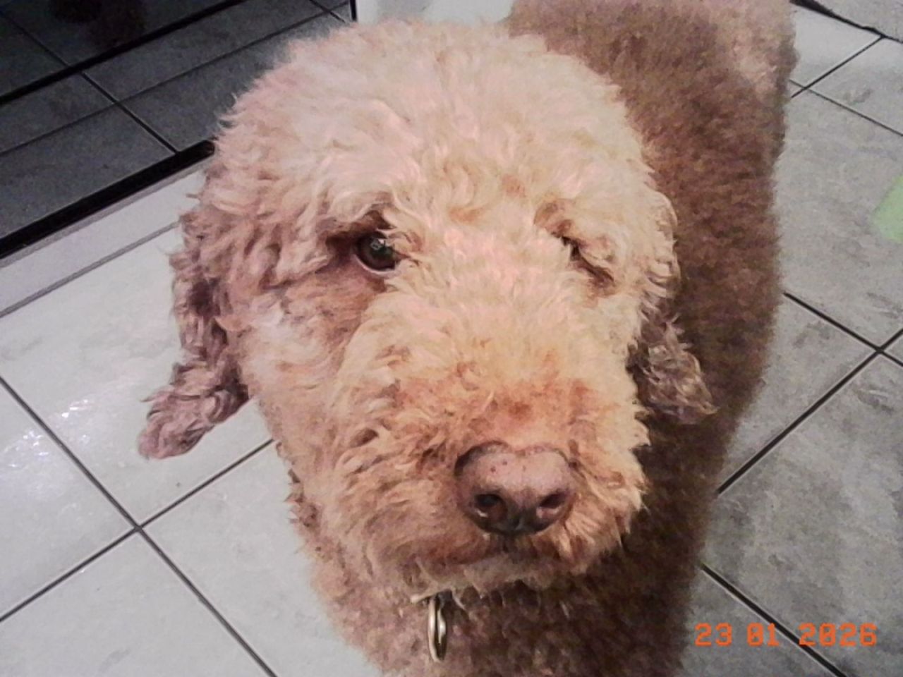 Unser charmanter Pudel