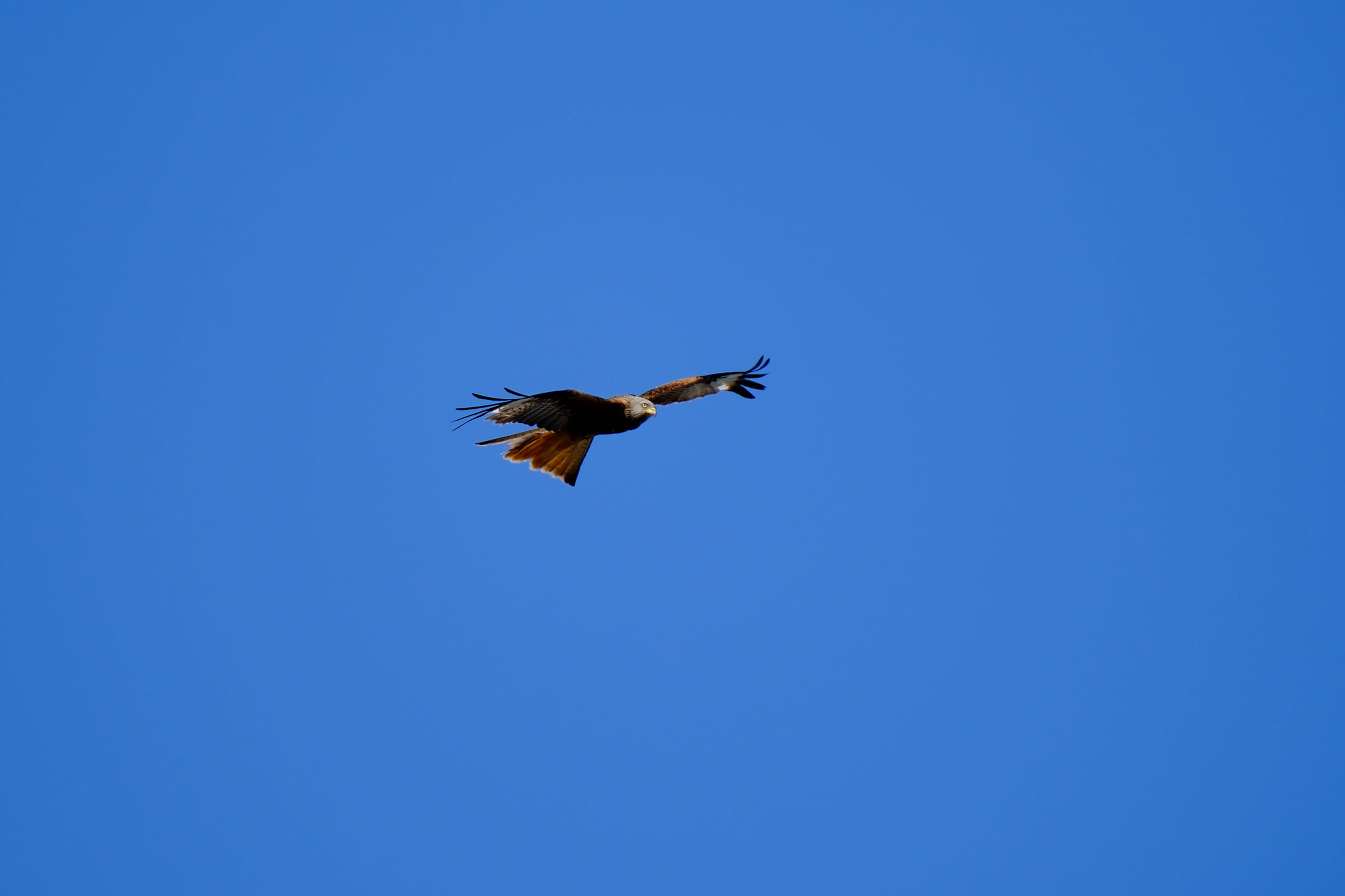 Wunderbarer Raubvogel im blauen Himmel