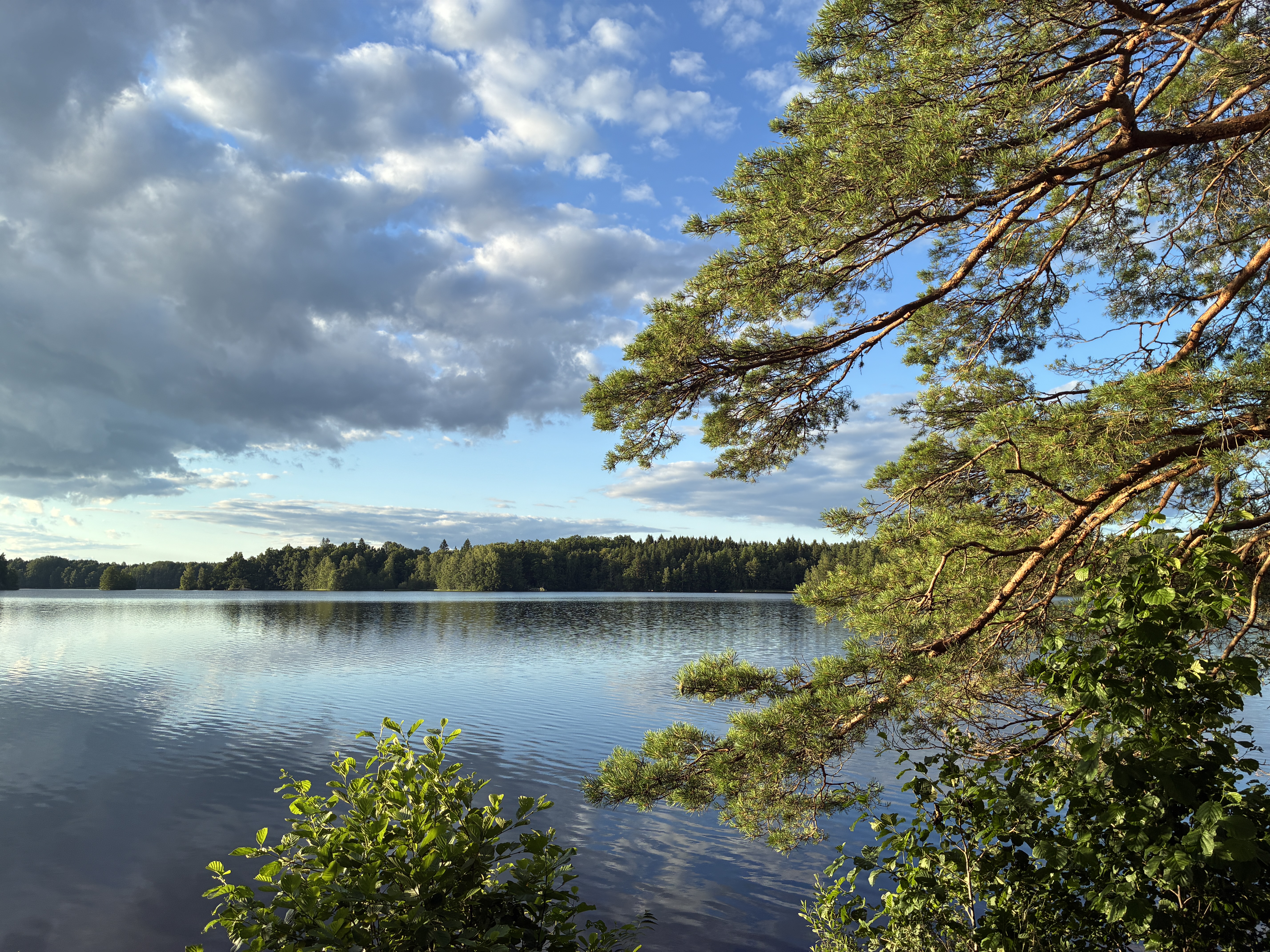 See mit Wald und Abendsonne