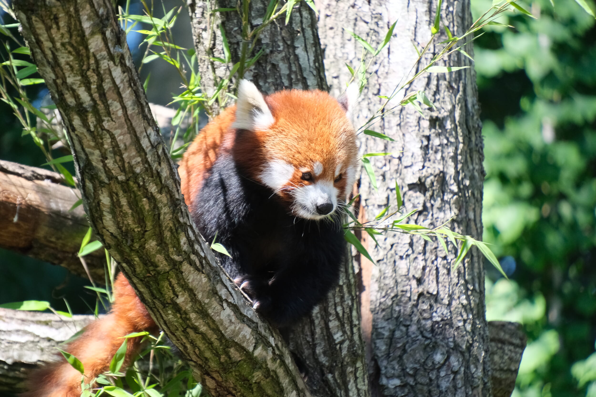 Ein roter Panda im Baum